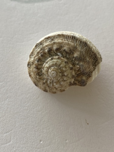 Lunella torquata