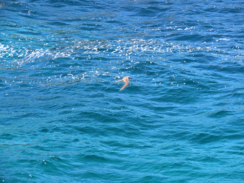 Bridled Tern (Onychoprion anaethetus)