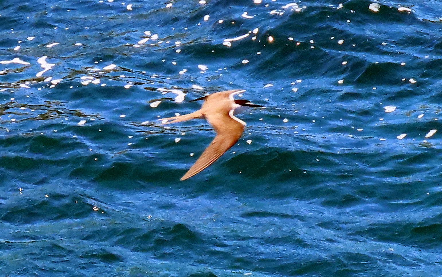 Bridled Tern (Onychoprion anaethetus), photo 2