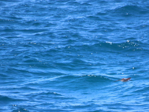 Bridled Tern (Onychoprion anaethetus), photo 9
