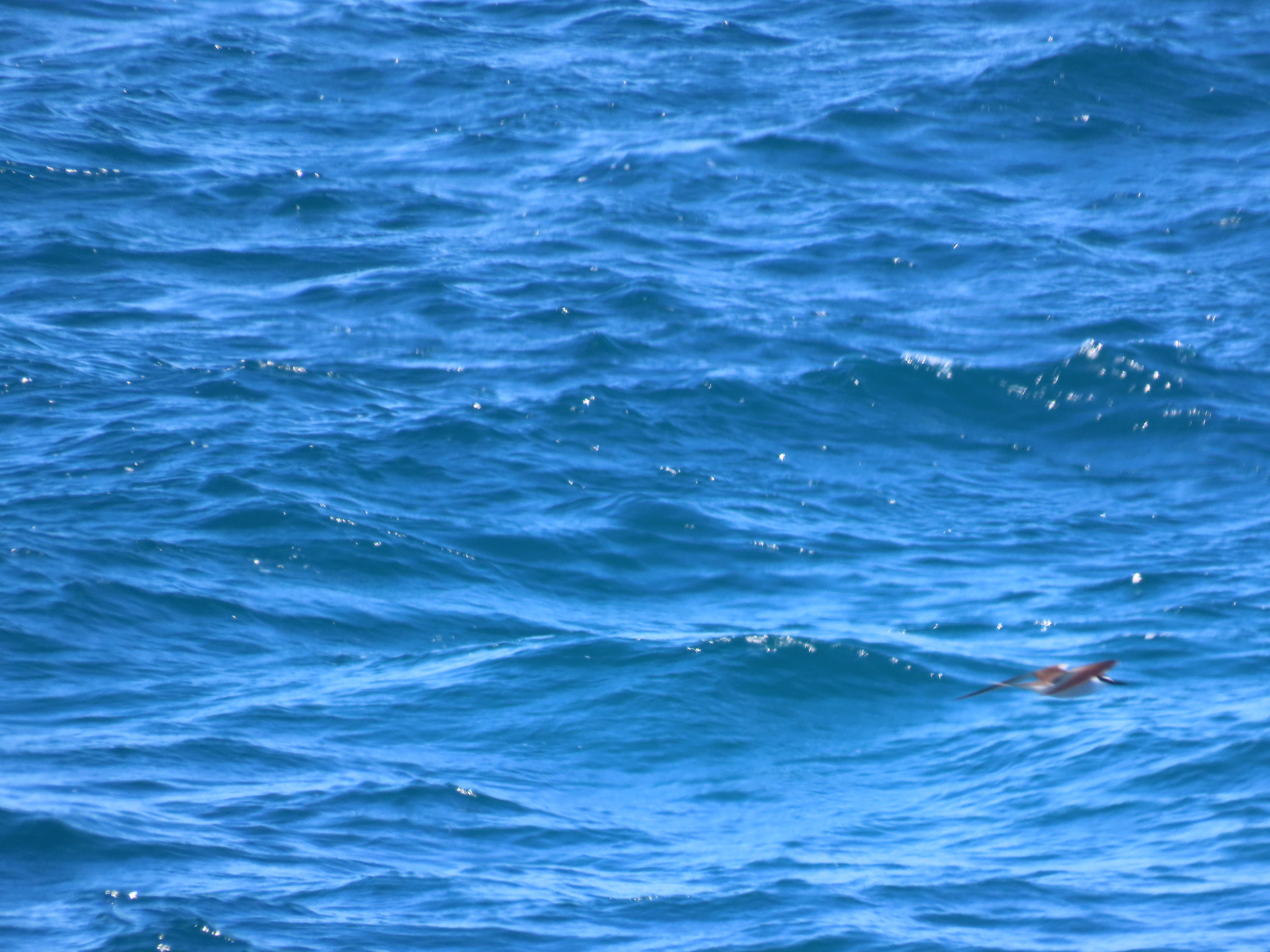 Bridled Tern (Onychoprion anaethetus), photo 3