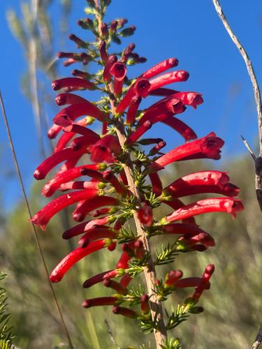 Blood Heath (Erica cruenta)
