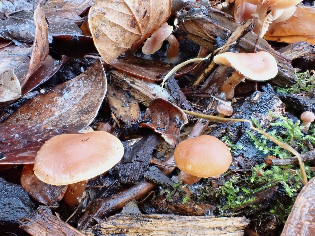 Tubaria furfuracea · December 2025 · photo: © anita712 (iNaturalist, cc0)