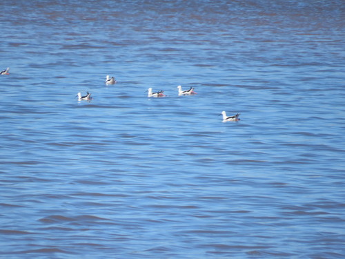 Banded Stilt (Cladorhynchus leucocephalus), photo 7