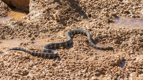 Northwestern Mangrove Sea Snake
