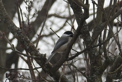 Poecile carolinensis