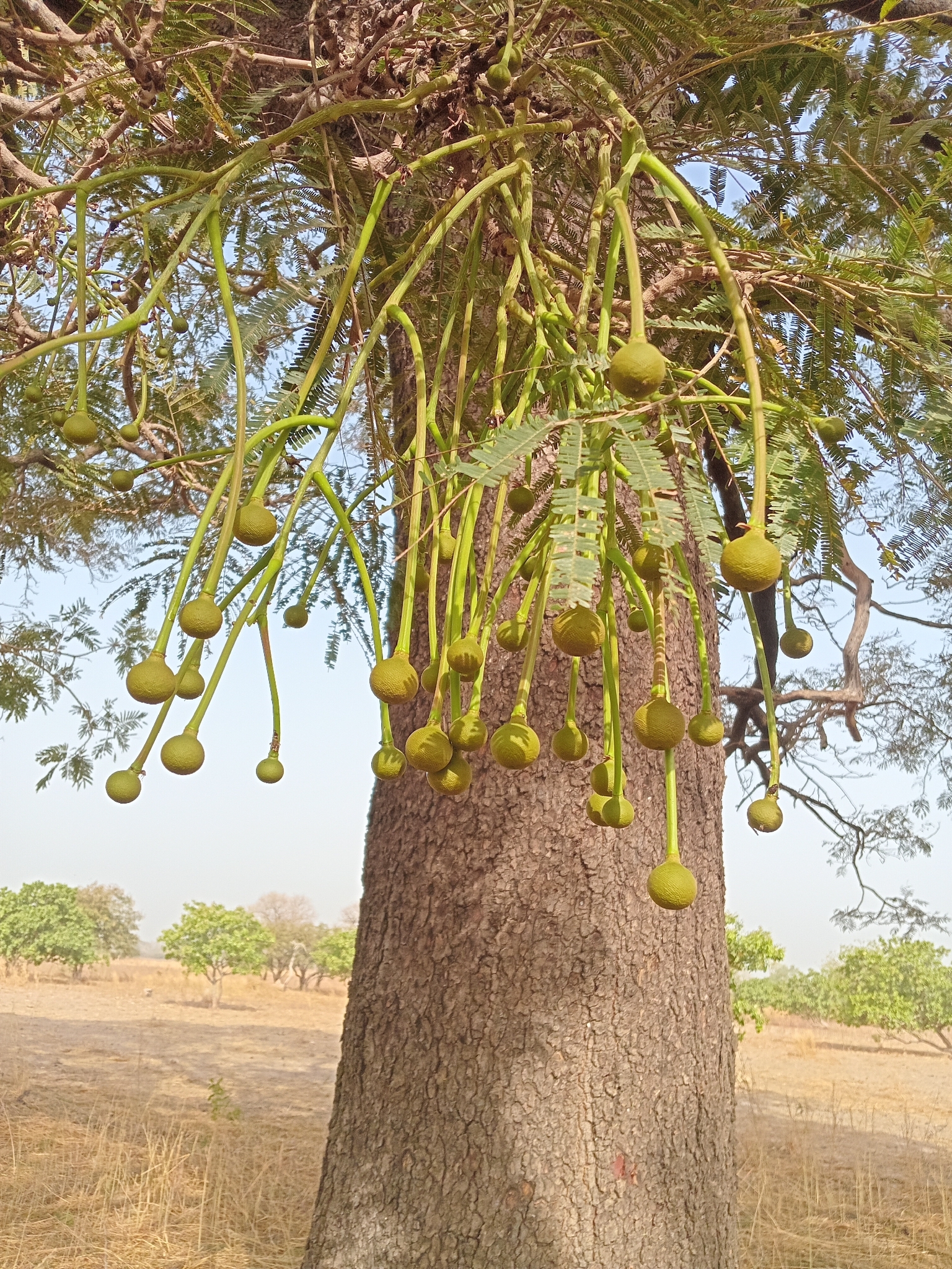 Imagem de néré