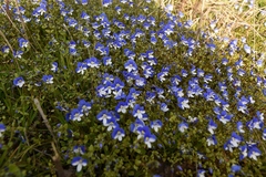 Veronica syriaca