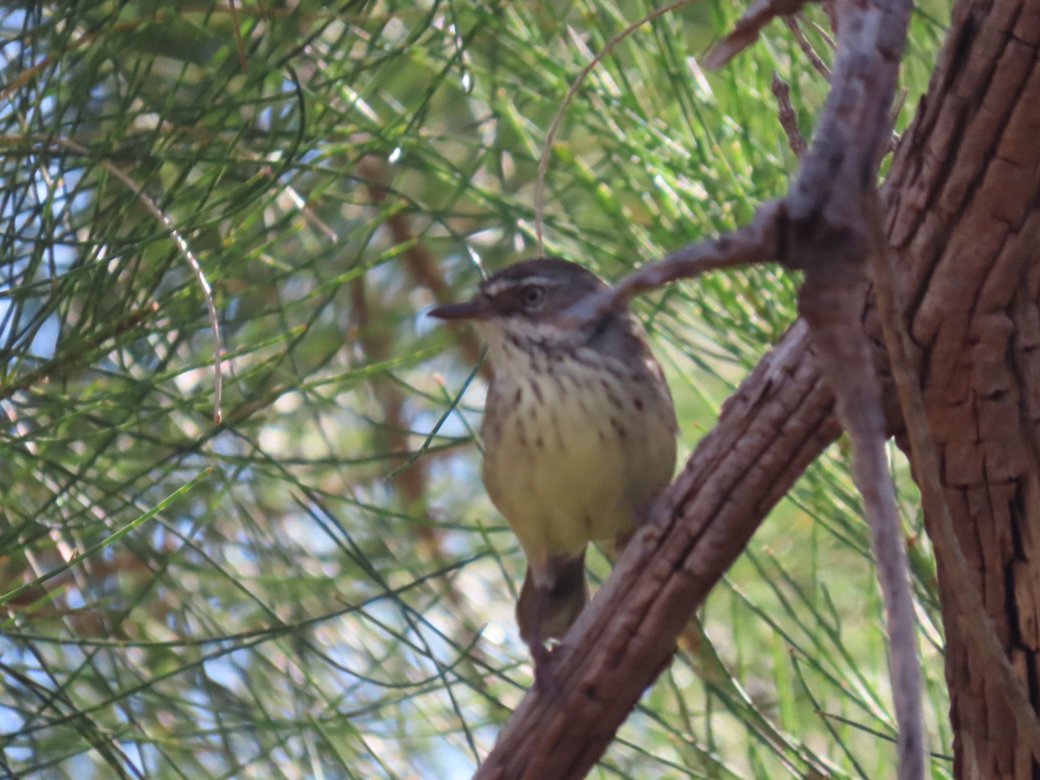 Spotted Scrubwren (Sericornis maculatus), photo 5