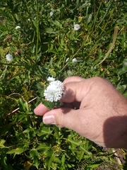 Gymnocoronis spilanthoides