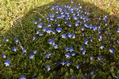 Veronica syriaca