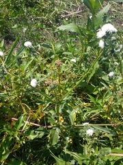 Gymnocoronis spilanthoides