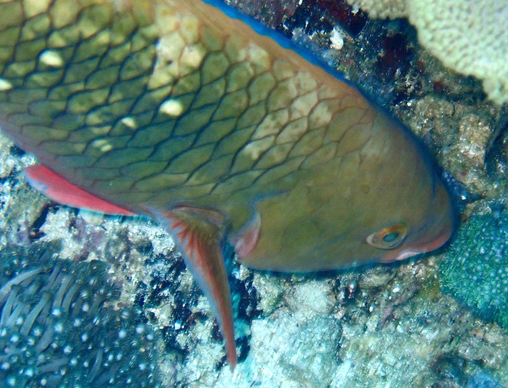 Perzische papegaaivis (Scarus persicus) — Scaridae