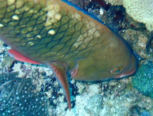 Persian parrotfish (Scarus persicus) — Scaridae