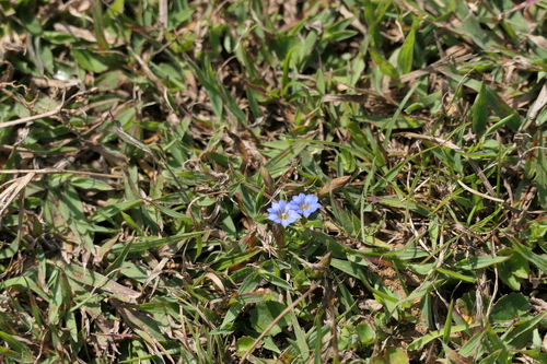 Gentiana pedicellata (Gentiana pedicellata)