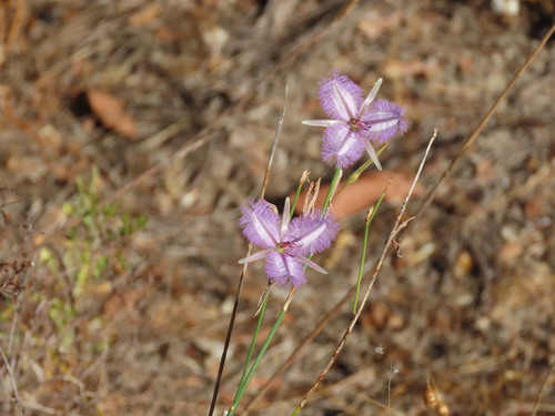 Leafless Fringed Lily (Thysanotus sparteus)