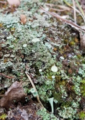 Cladonia asahinae