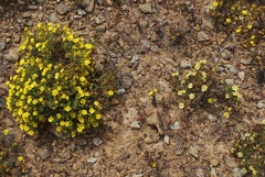 Deinandra streetsii