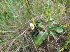 Dalechampia caperonioides