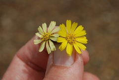 Deinandra streetsii