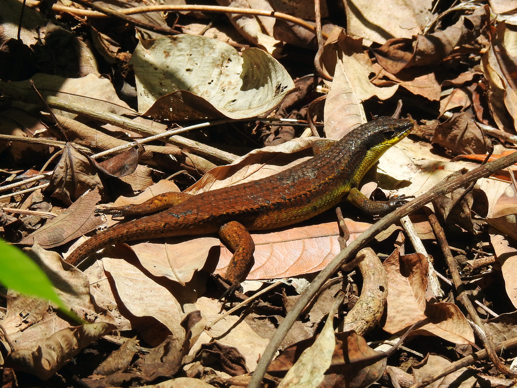 Brown Mabouya (Eutropis rudis)