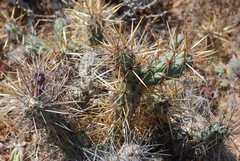 Cylindropuntia cedrosensis