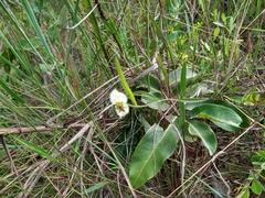 Dalechampia caperonioides