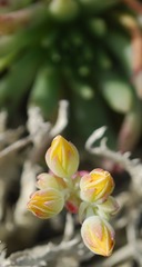 Dudleya linearis
