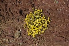 Deinandra streetsii
