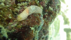 Image of Gymnodoris okinawae