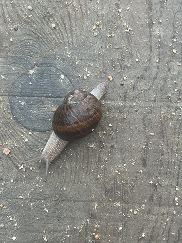 Cornu aspersum