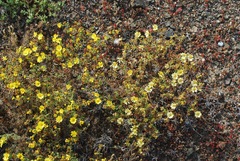 Deinandra streetsii