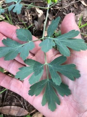 Lomatium californicum