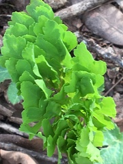Lomatium californicum