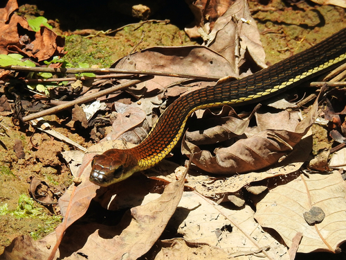 Striped Bronzeback