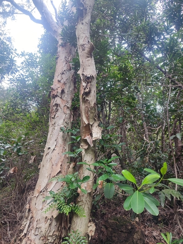 Broad-leaved paperbark (Melaleuca quinquenervia)