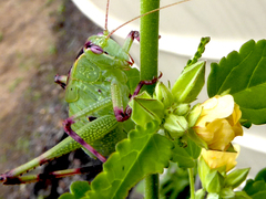 Caedicia pictipes