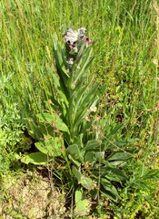 Cynoglossum officinale