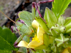 Caedicia pictipes