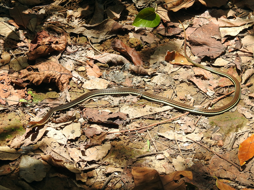 Striped Bronzeback