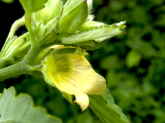 Caedicia pictipes
