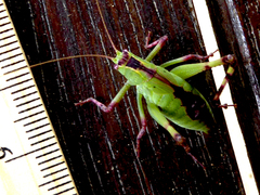 Caedicia pictipes