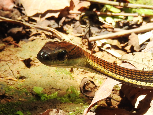 Striped Bronzeback