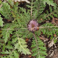 Platycarpha glomerata, photograph (c) Henry de Lange, some rights reserved (CC BY)