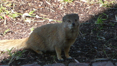 Cynictis penicillata