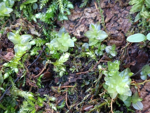 Many-fruited Thyme-moss (Plagiomnium affine)