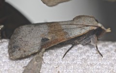 Avatha discolor
