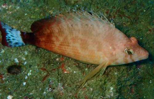 Spottedtail hawkfish (Cirrhitichthys calliurus) — Cirrhitidae — 4