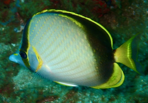 Gardiner's butterflyfish (Chaetodon gardineri) — Chaetodontidae