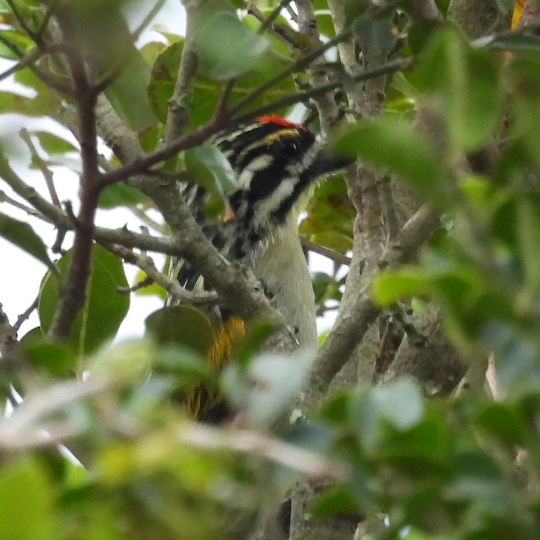 Southern Red-fronted Tinkerbird (Pogoniulus pusillus), photo 4